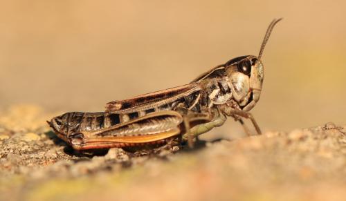 Réf. 219 824 : Stenobothrus nigromaculatus nigromaculatus